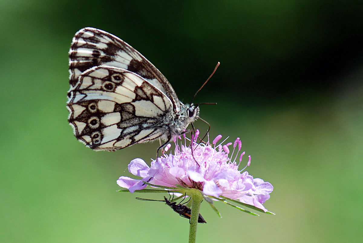 Melanargia galathea aberrante e altre forme, del Vicentino